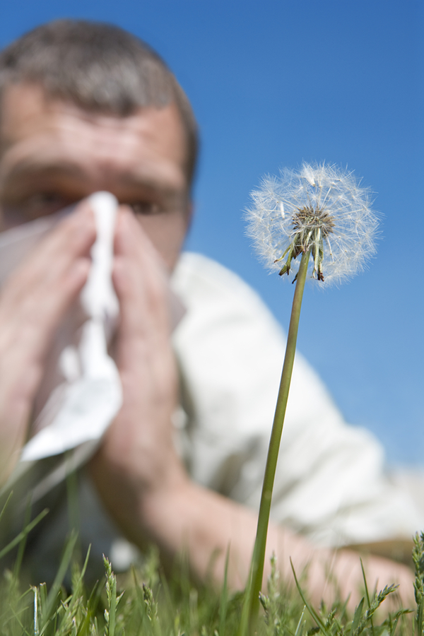 Hayfever Hayfever