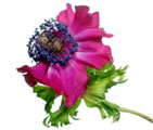 Sight for sore eyes? flower
