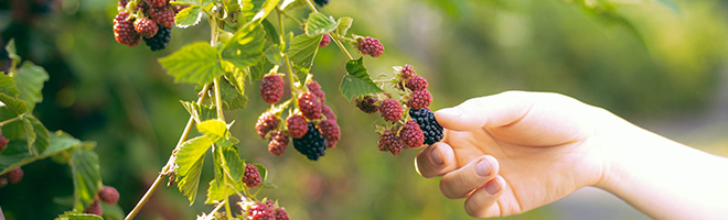 berries