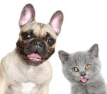 pet insurance
