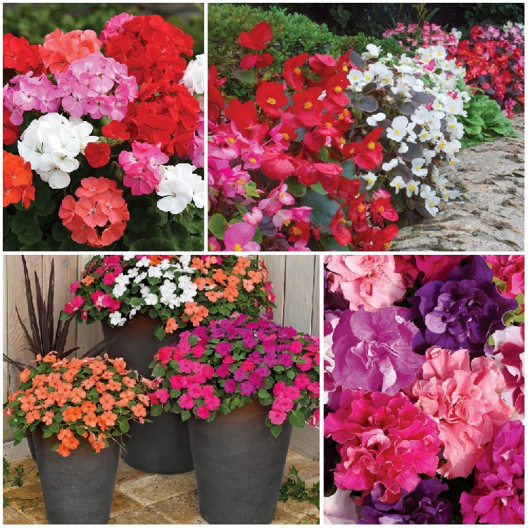 Jersey Plants Direct voucher codes, Discount codes & Deals Money