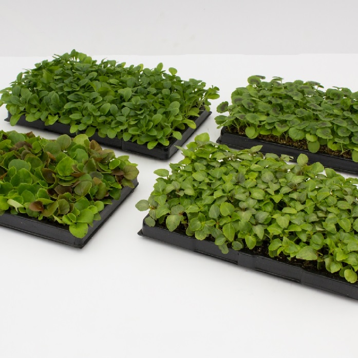 Jersey Plants Direct voucher codes, Discount codes & Deals Money